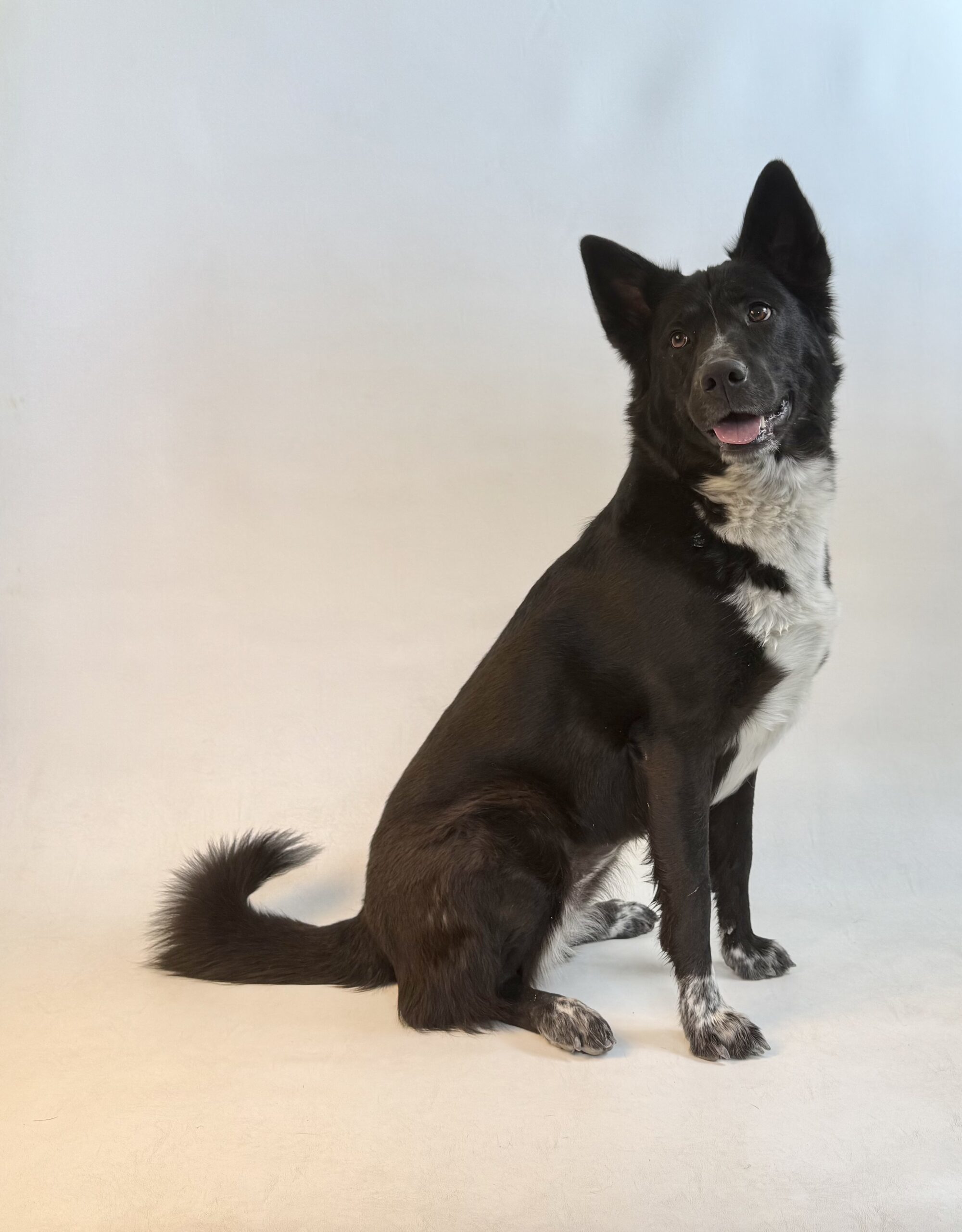 Yona, an adoptable Border Collie, Alaskan Malamute in Dillon, MT, 59725 | Photo Image 1