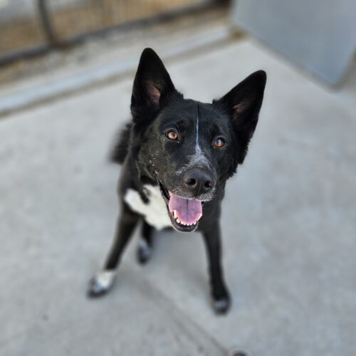 Yona, an adoptable Border Collie, Alaskan Malamute in Dillon, MT, 59725 | Photo Image 2