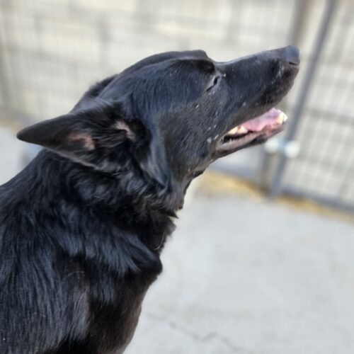 Yona, an adoptable Border Collie, Alaskan Malamute in Dillon, MT, 59725 | Photo Image 3