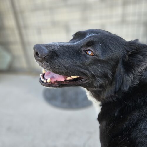 Yona, an adoptable Border Collie, Alaskan Malamute in Dillon, MT, 59725 | Photo Image 4