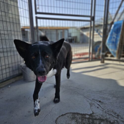 Yona, an adoptable Border Collie, Alaskan Malamute in Dillon, MT, 59725 | Photo Image 5