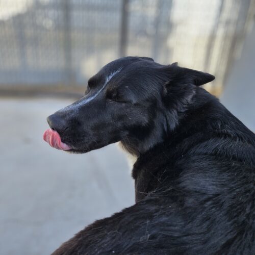 Yona, an adoptable Border Collie, Alaskan Malamute in Dillon, MT, 59725 | Photo Image 6