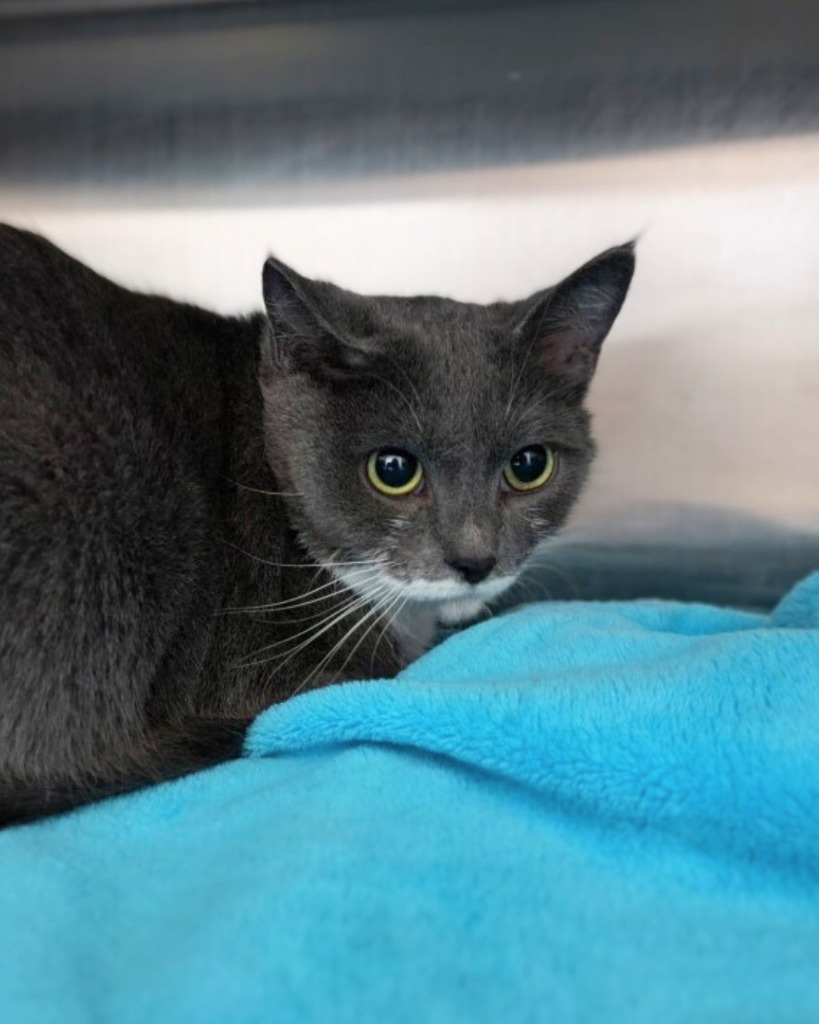 Pancakes, an adoptable Domestic Short Hair in Grand Forks, ND, 58203 | Photo Image 1