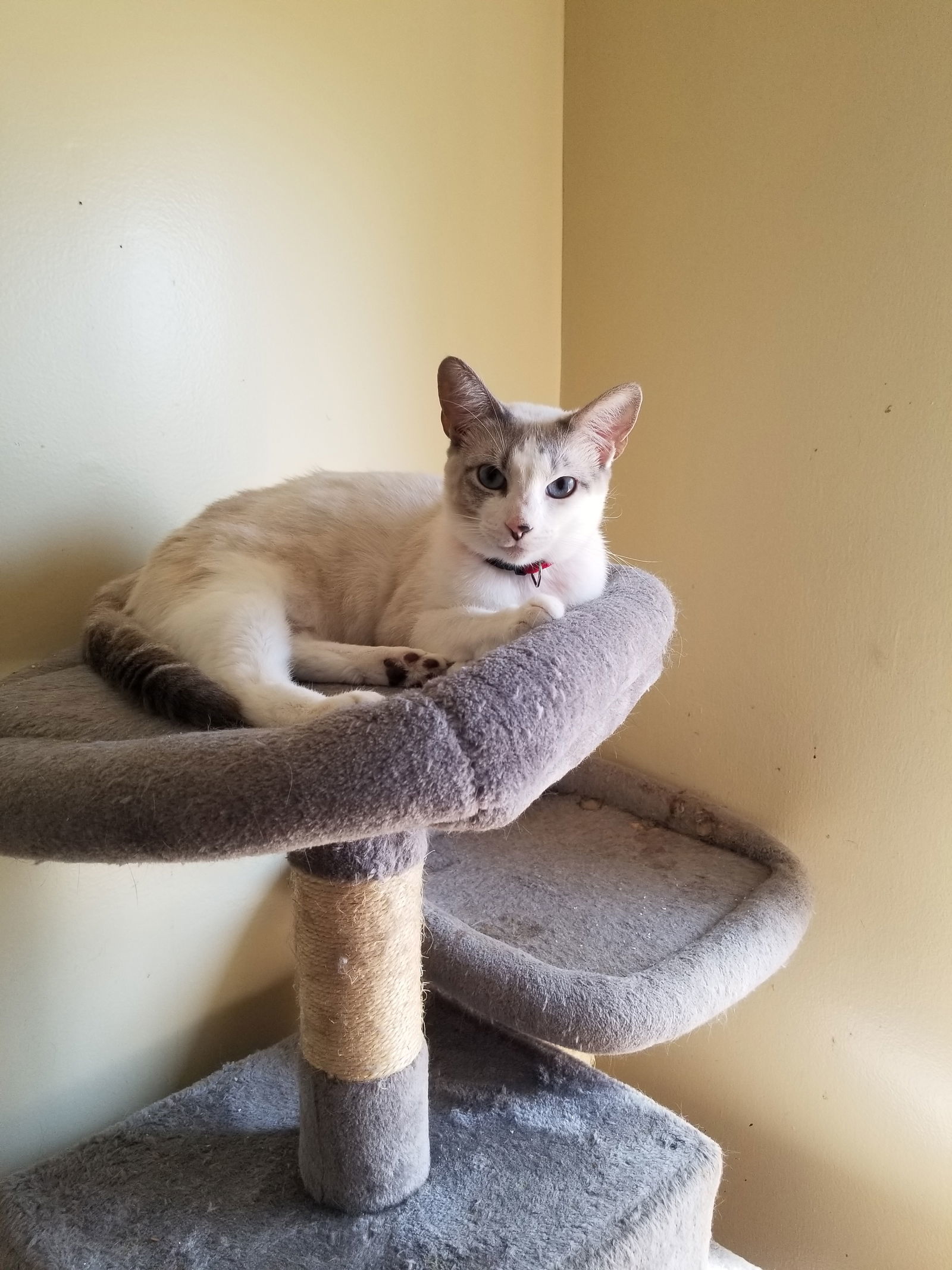 Molly, an adoptable Ragdoll, Siamese in Buena Park, CA, 90620 | Photo Image 1