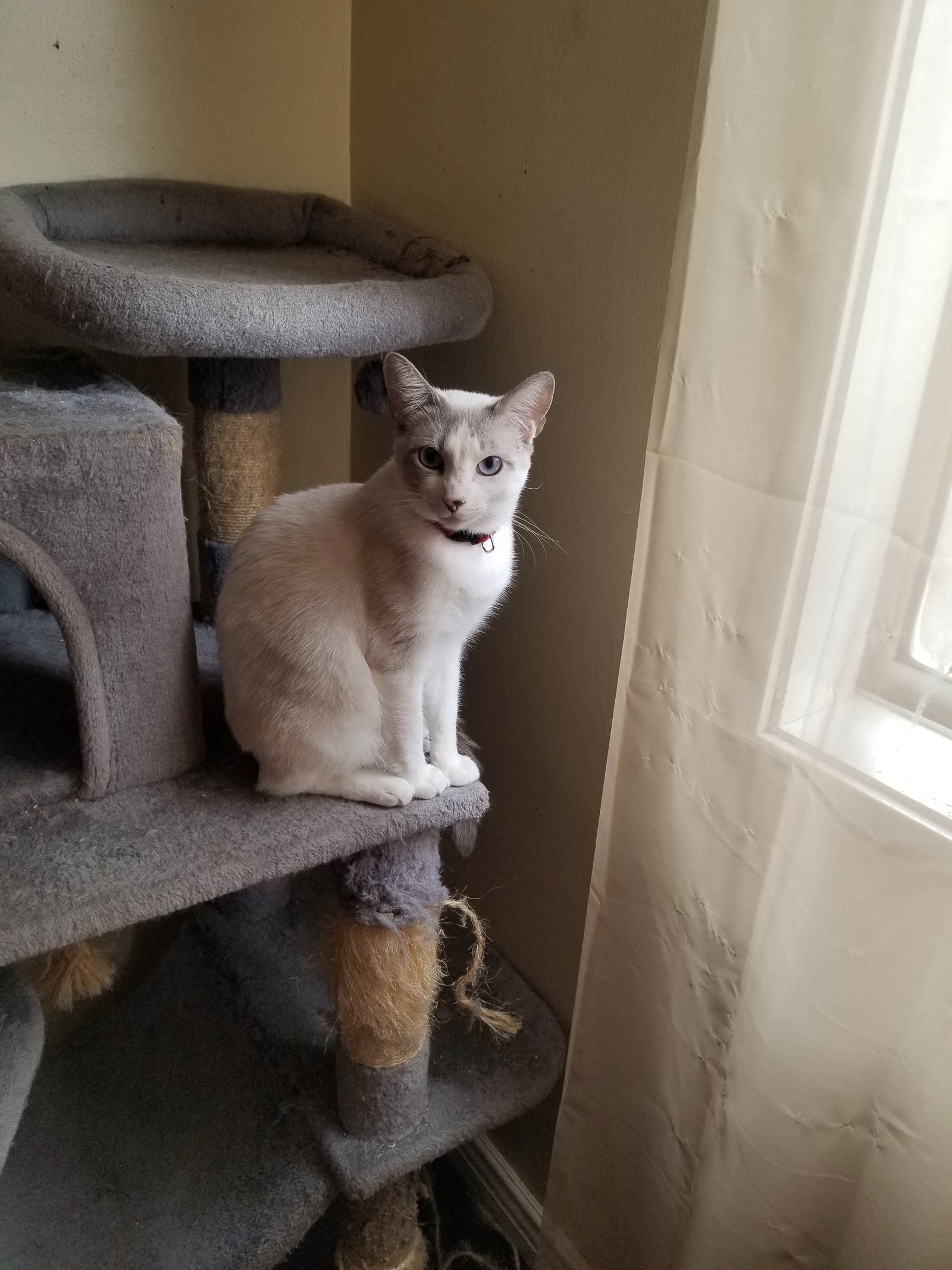Molly, an adoptable Ragdoll, Siamese in Buena Park, CA, 90620 | Photo Image 2
