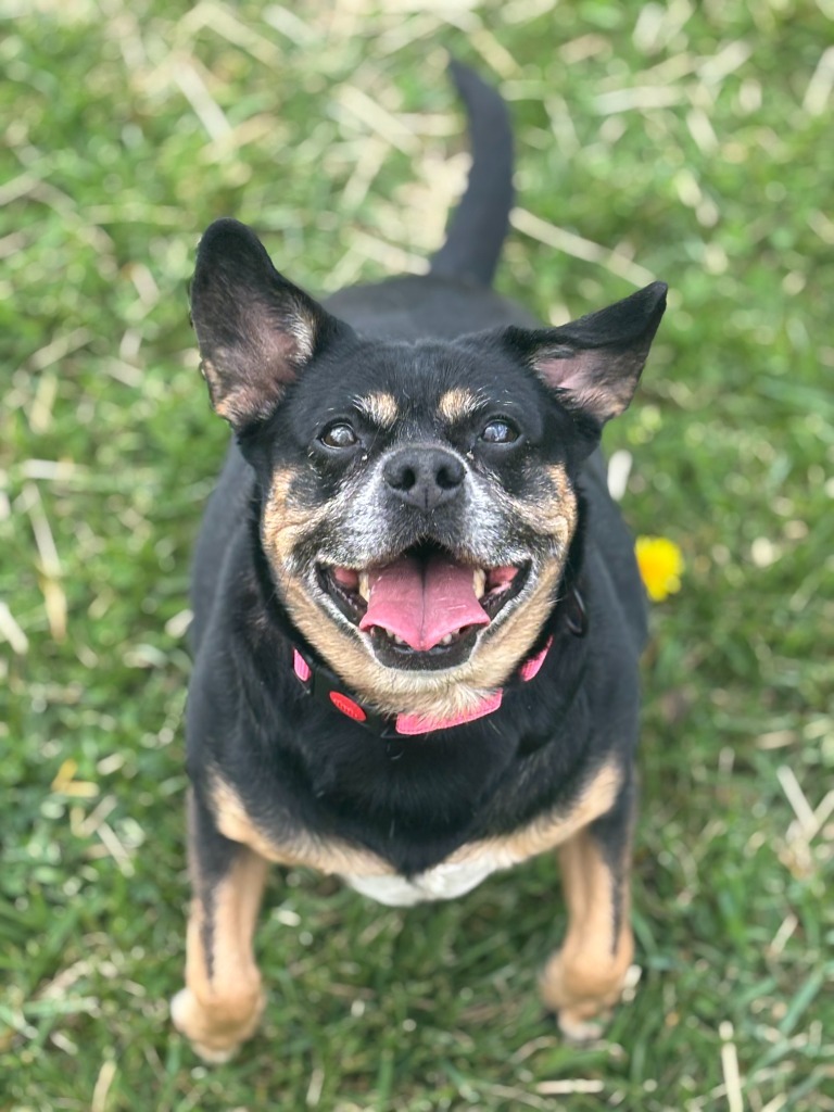 Trixie