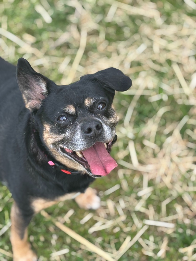 Trixie