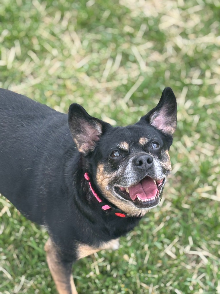 Trixie
