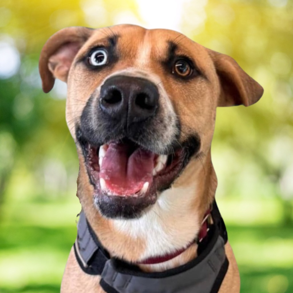 Max