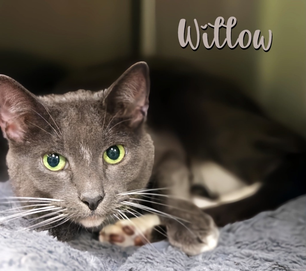 Willow