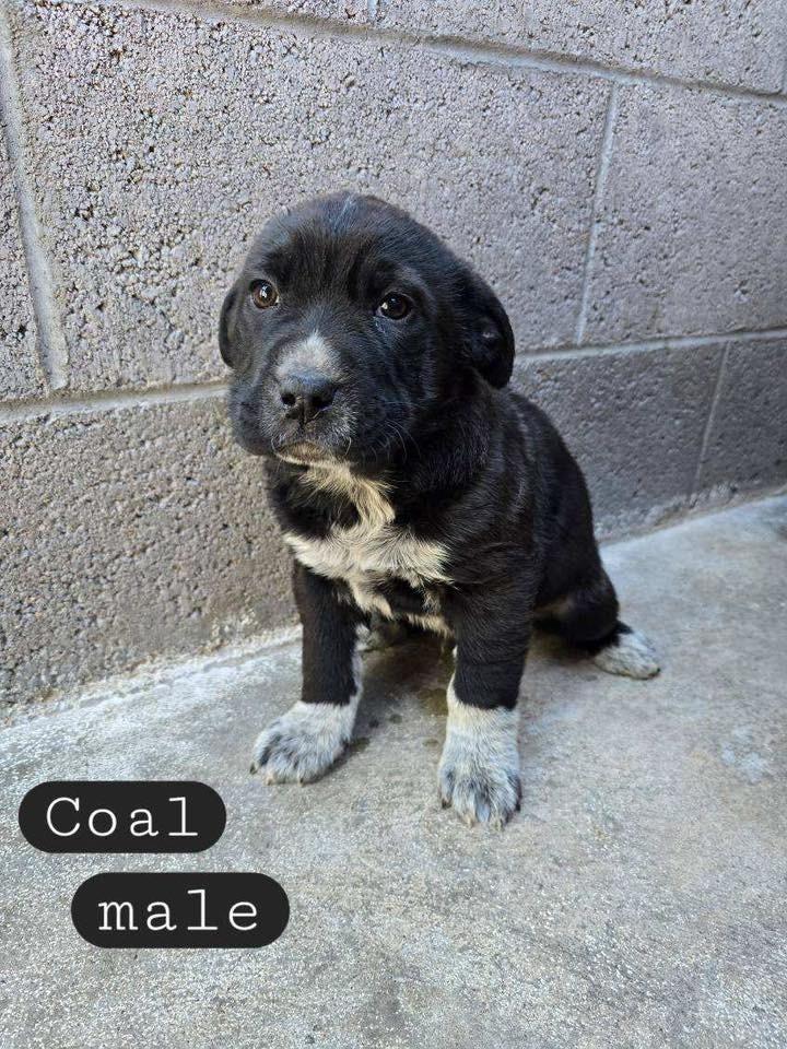 Coal, an adoptable Cattle Dog, Chow Chow in Holbrook, AZ, 86025 | Photo Image 1