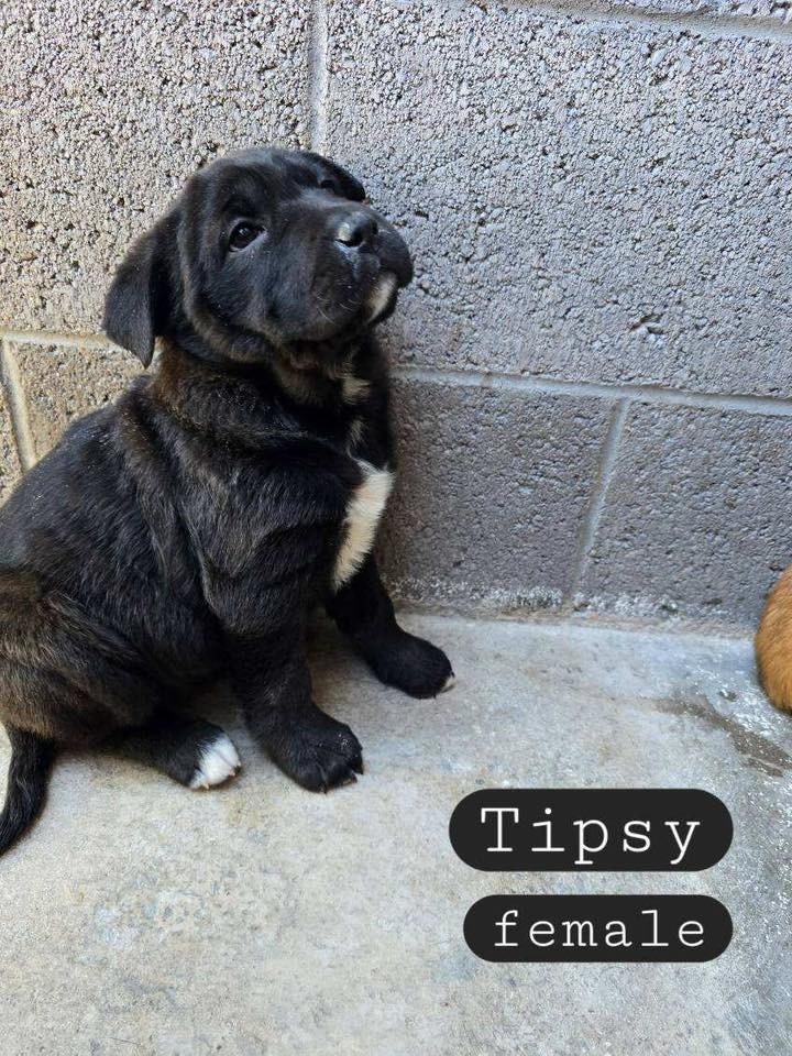 Tipsy, an adoptable Cattle Dog, Chow Chow in Holbrook, AZ, 86025 | Photo Image 1