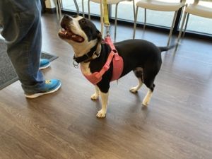 Lucy Mixed Breed Dog
