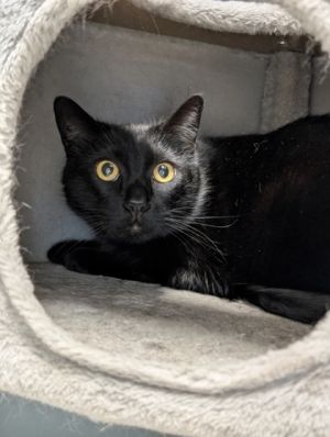 Meet Ozzy - The Cat with a Heart Full of Hope  Ozzy is a 5-year-old gentleman who spends his