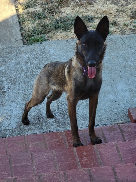 Boris