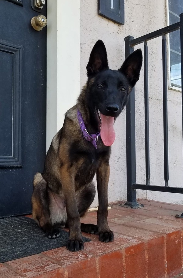 Boris