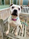 Darla