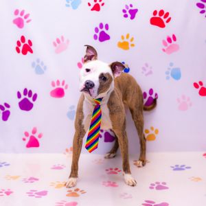 Primary Color Brindle Secondary Color White Weight 54lbs Age 2yrs 2mths 0wks Animal has been Neu