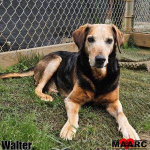 Walter the Hound on the Mends Walter may be the quietest soul to ever pass through our doors but h