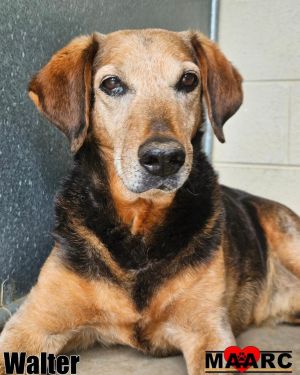 Meet Walter -- a quiet soul in search of peace At 10 years old this hound has weathered a hard
