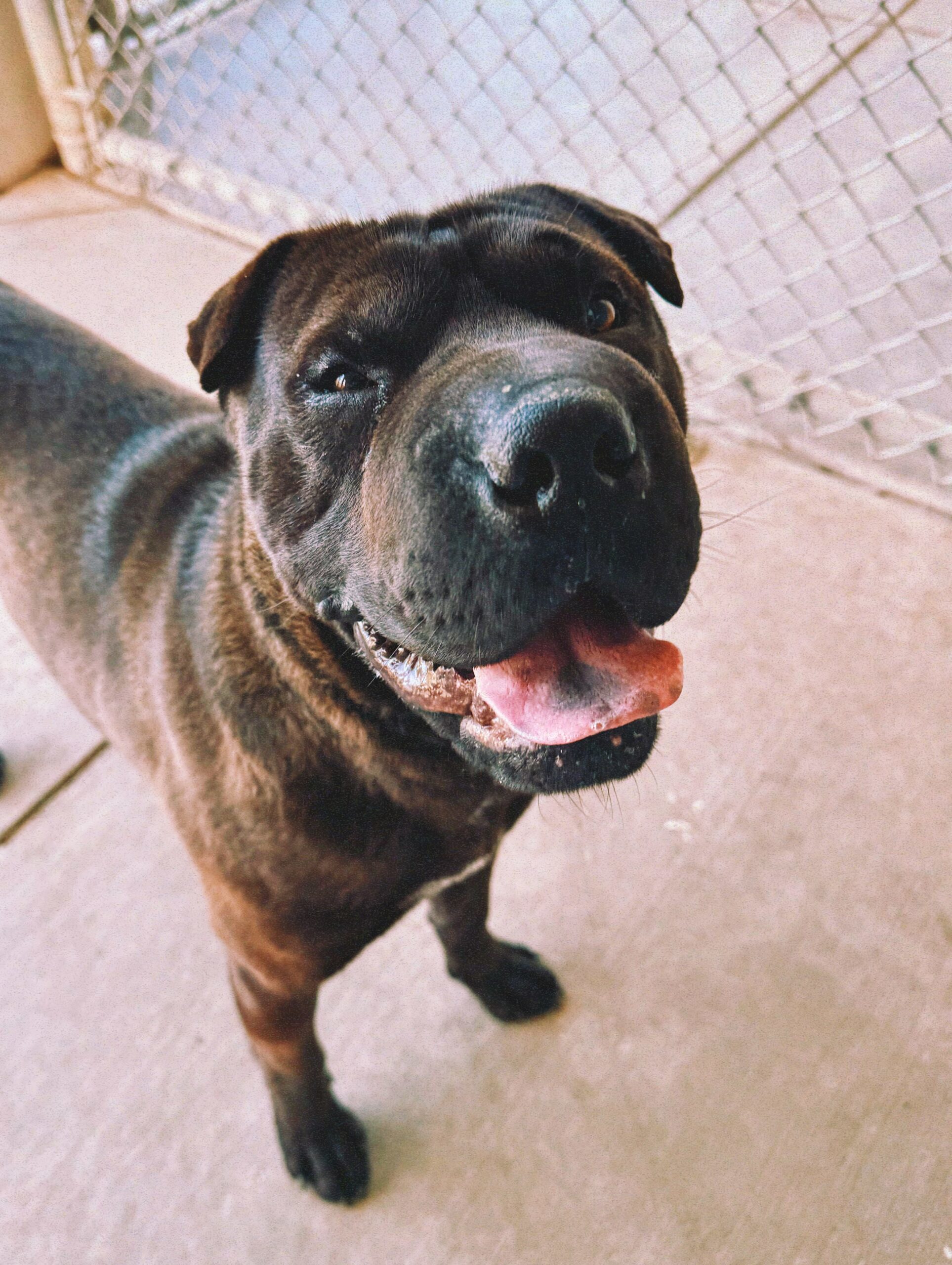 Butters, an adoptable Shar-Pei, Boxer in Hays, KS, 67601 | Photo Image 1
