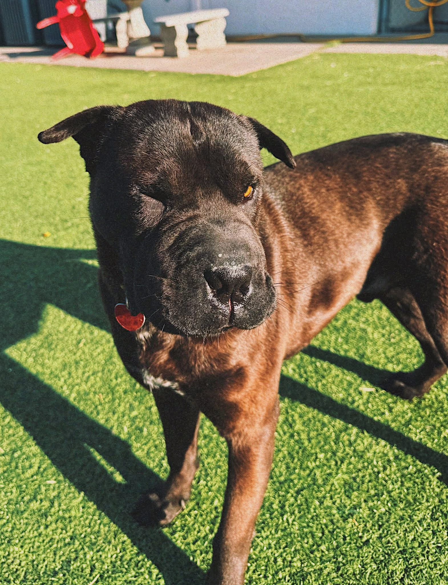 Butters, an adoptable Shar-Pei, Boxer in Hays, KS, 67601 | Photo Image 1