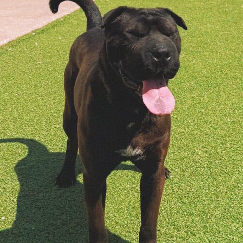Butters, an adoptable Shar-Pei, Boxer in Hays, KS, 67601 | Photo Image 2