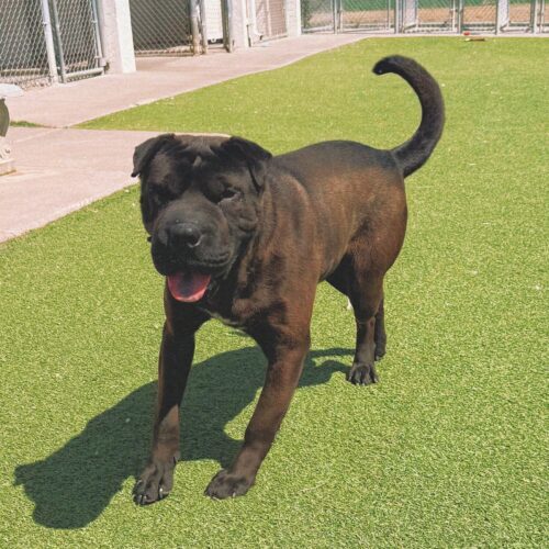Butters, an adoptable Shar-Pei, Boxer in Hays, KS, 67601 | Photo Image 3