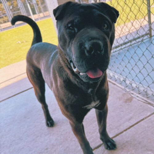 Butters, an adoptable Shar-Pei, Boxer in Hays, KS, 67601 | Photo Image 4