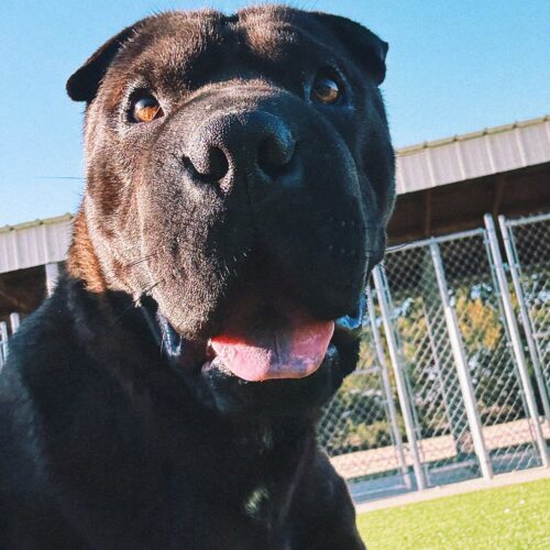 Butters, an adoptable Shar-Pei, Boxer in Hays, KS, 67601 | Photo Image 5