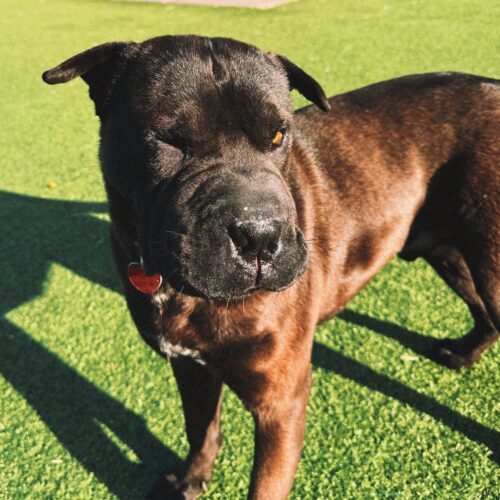 Butters, an adoptable Shar-Pei, Boxer in Hays, KS, 67601 | Photo Image 6