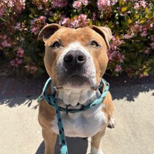 Hi My name is Skipper and Im at the Santa Barbara Campus Im a 3 year old male Pitbull Terrier