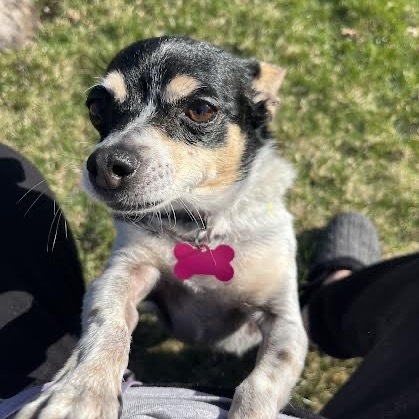 Lulu