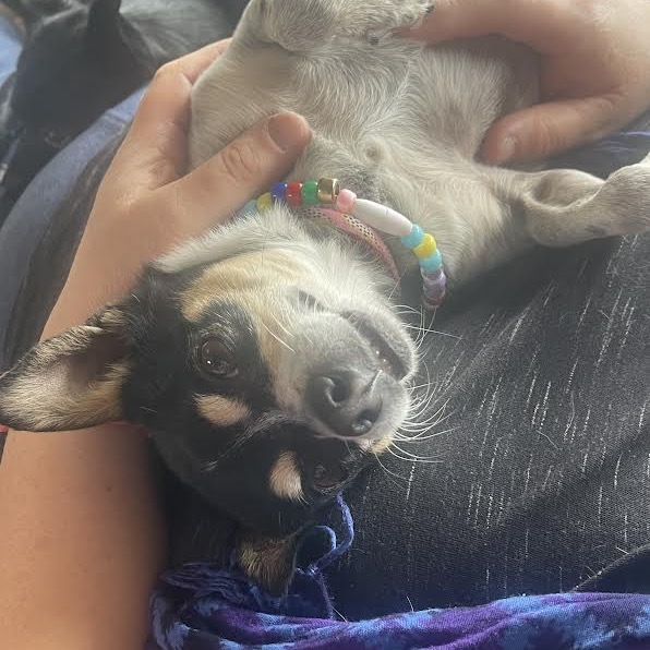 Lulu