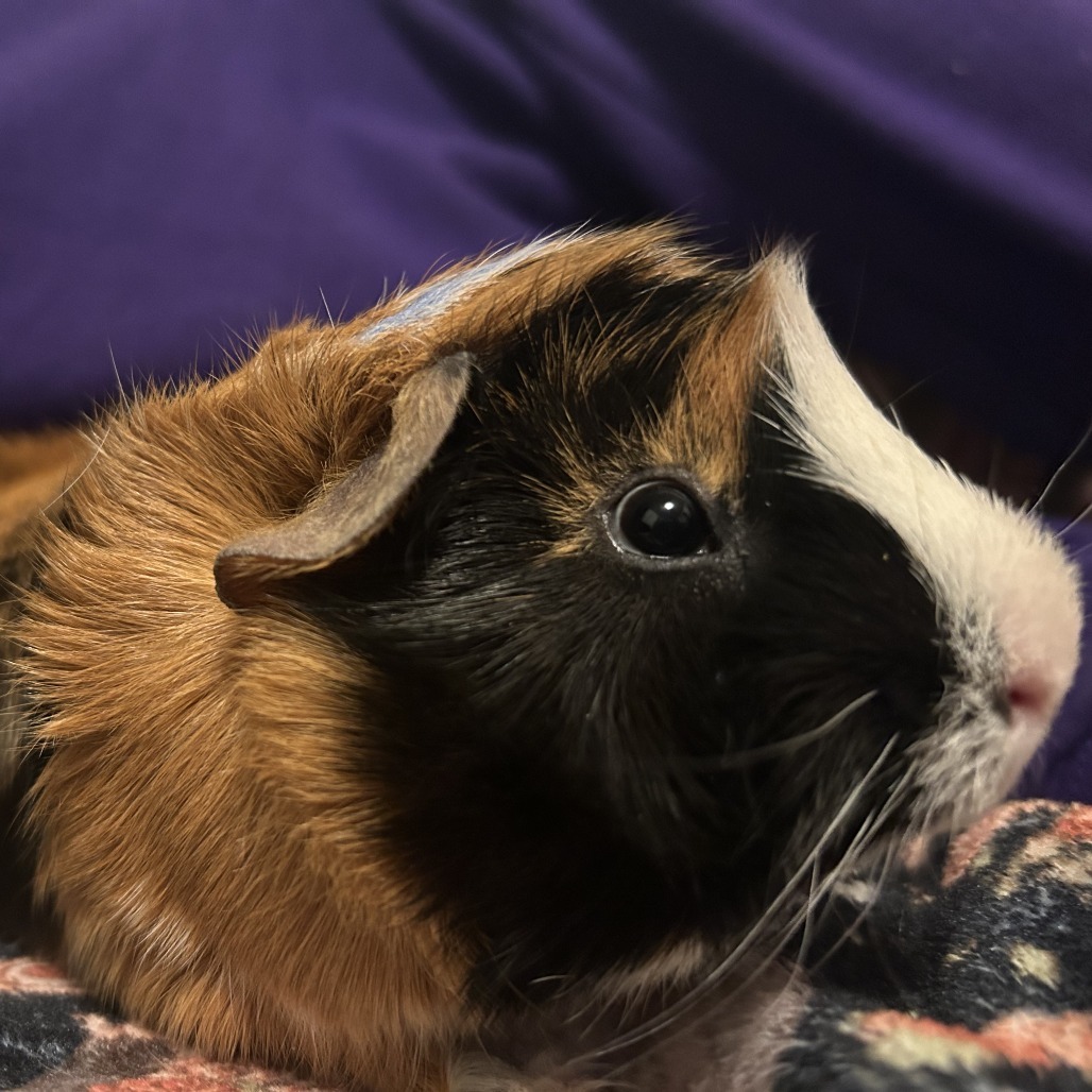 Porcini