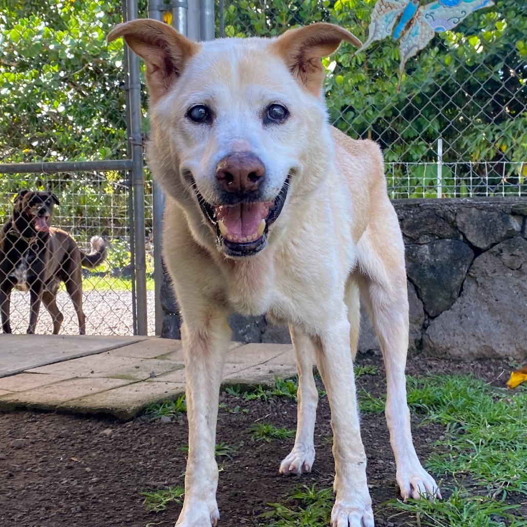 Lana, an adoptable Mixed Breed in Keaau, HI, 96749 | Photo Image 1