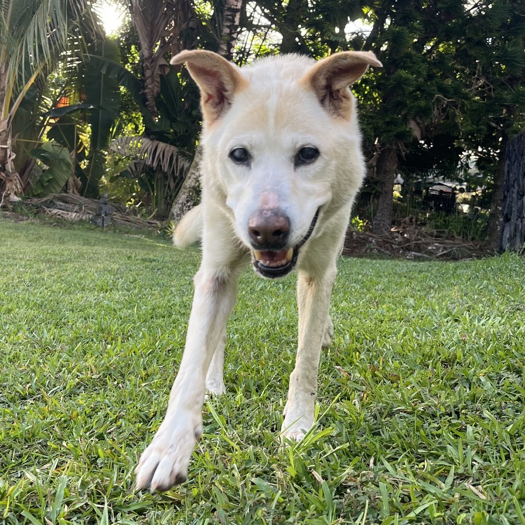 Lana, an adoptable Mixed Breed in Keaau, HI, 96749 | Photo Image 2