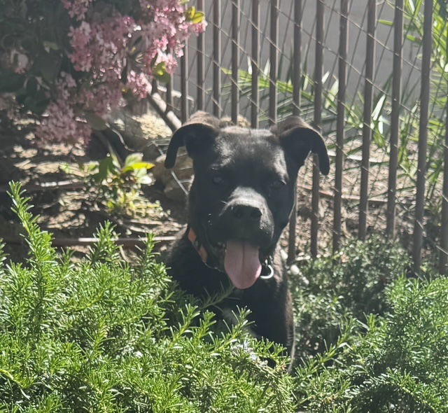 Sammy