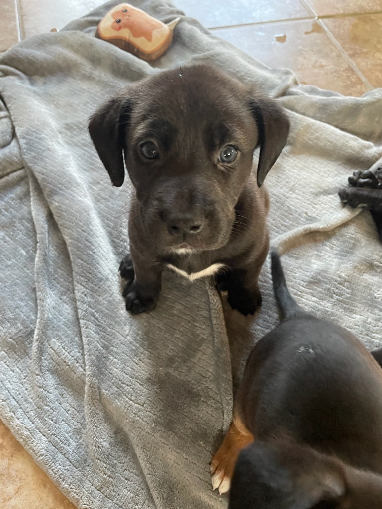 RC6 Ash, an adoptable Rhodesian Ridgeback, Labrador Retriever in Ashland, WI, 54806 | Photo Image 1