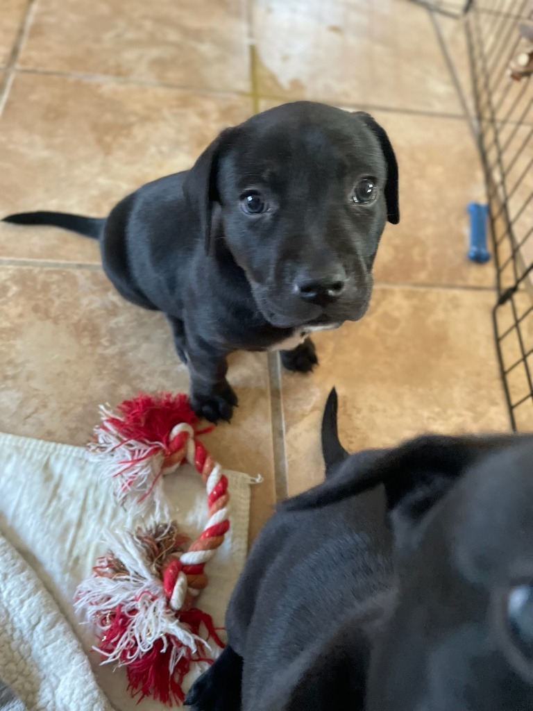 RC7 Raven, an adoptable Rhodesian Ridgeback, Labrador Retriever in Ashland, WI, 54806 | Photo Image 1