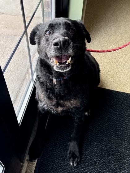 Ellie, an adoptable German Shepherd Dog, Labrador Retriever in Harbor Springs, MI, 49740 | Photo Image 1