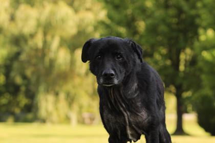 Ellie, an adoptable German Shepherd Dog, Labrador Retriever in Harbor Springs, MI, 49740 | Photo Image 2