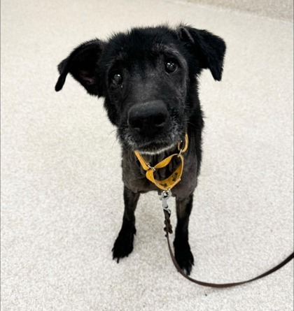 Ellie, an adoptable German Shepherd Dog, Labrador Retriever in Harbor Springs, MI, 49740 | Photo Image 3