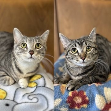 Trixie--In Foster