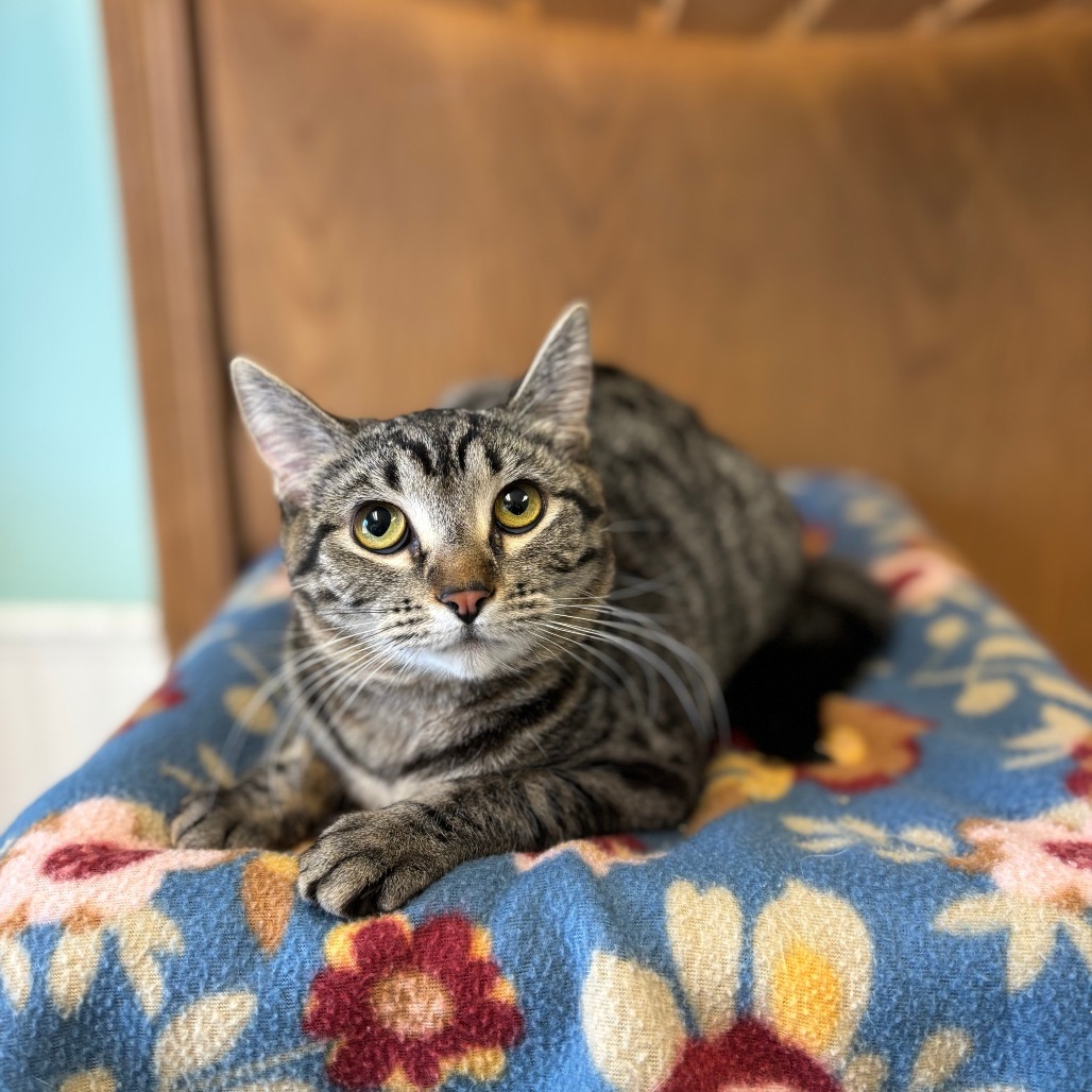 Trixie--In Foster