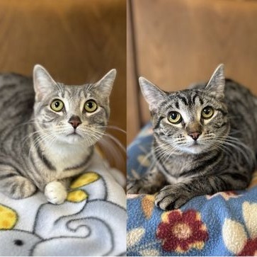 Veronica--In Foster