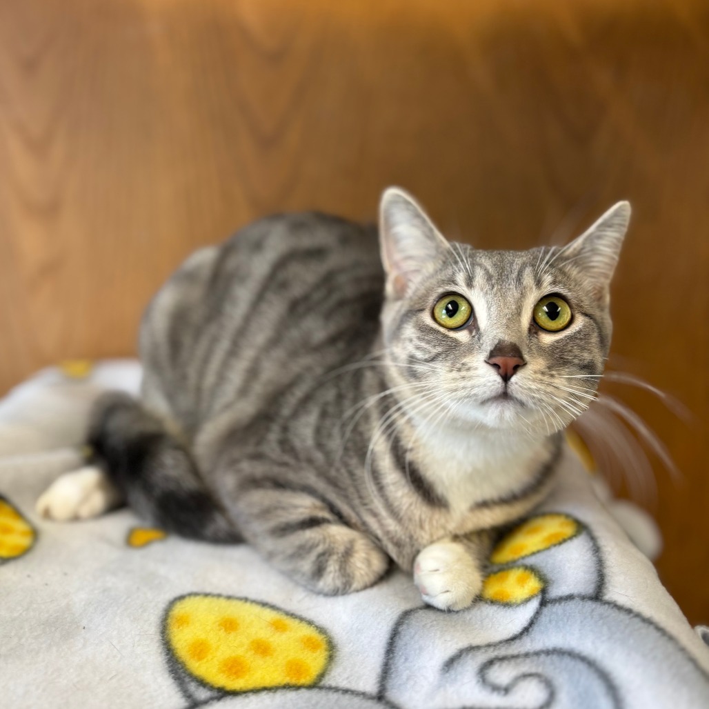 Veronica--In Foster