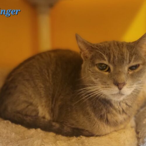 Dillinger 2