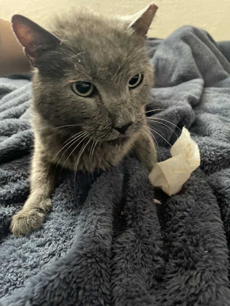 Blade, an adoptable Domestic Medium Hair in Jemez Pueblo, NM, 87024 | Photo Image 1