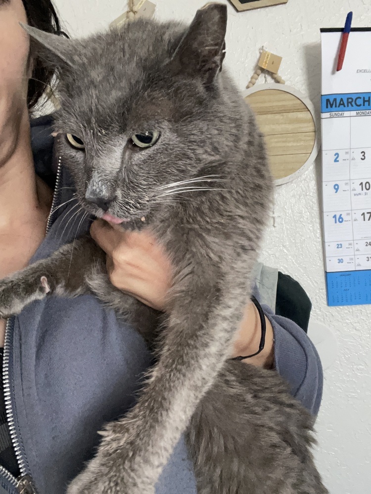 Blade, an adoptable Domestic Medium Hair in Jemez Pueblo, NM, 87024 | Photo Image 2